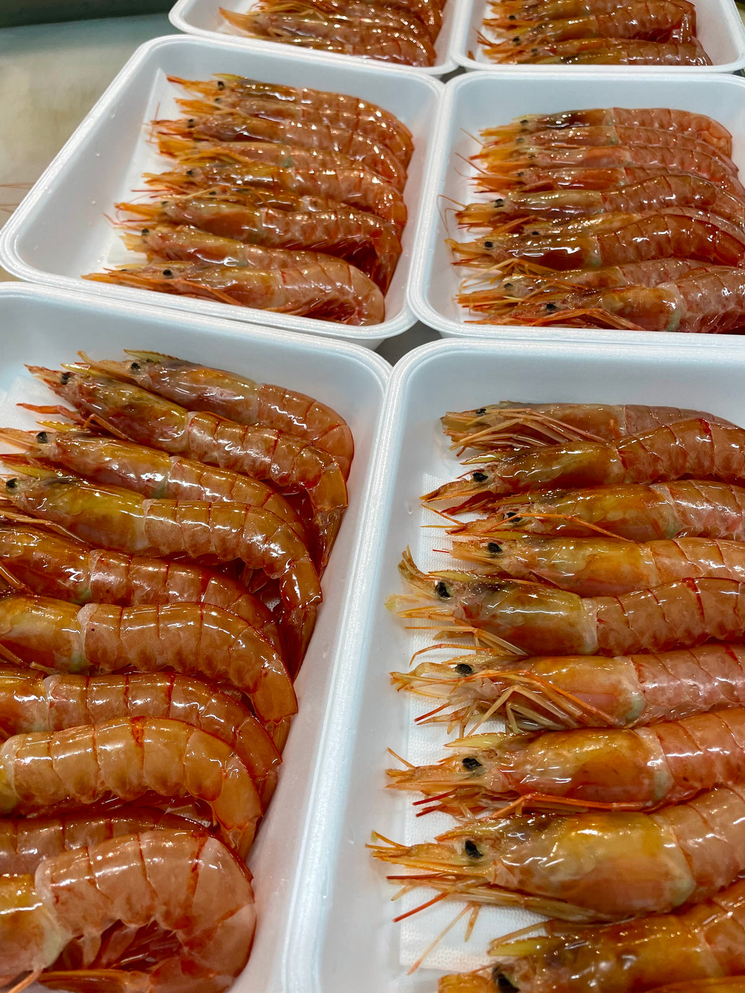 🦐赤海老【生食用】10尾
